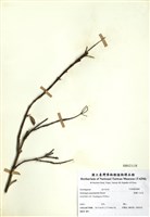 藏品(狹瓣八仙花)的圖片